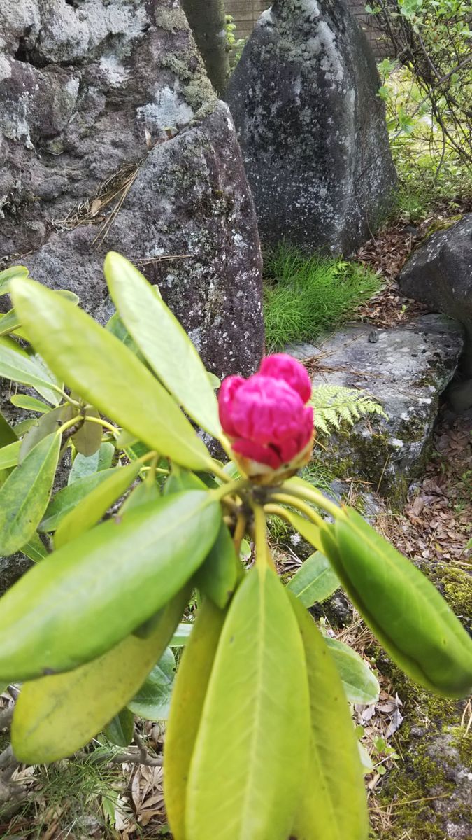 寒かったので咲きません‼️