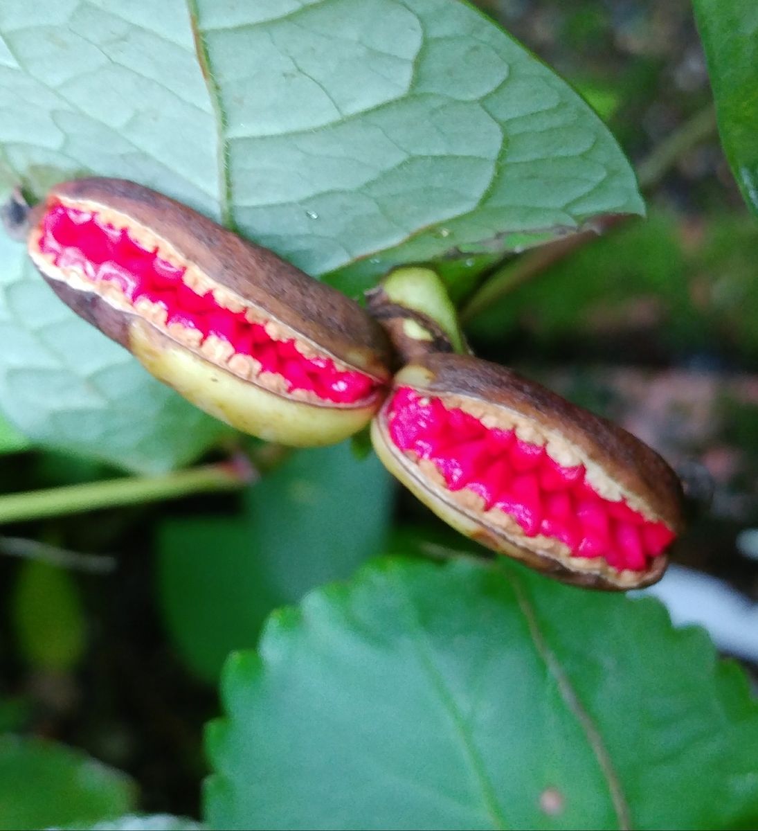 山芍薬の実