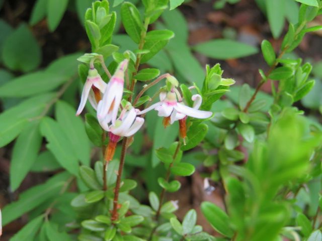 クランベリーの花 この可愛い小さな花がやがて、まん丸い実を付け真っ赤に色付きます