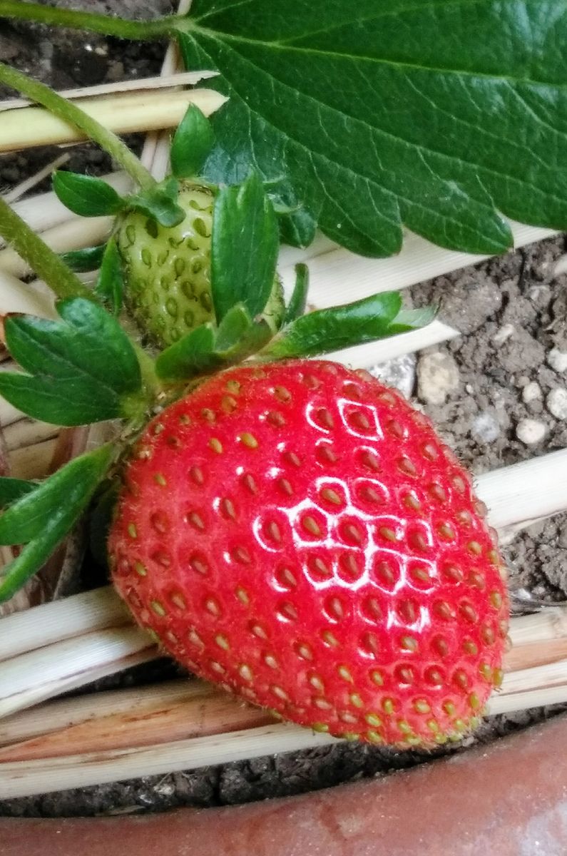 ｢イチゴ🍓｣20210505 一つ赤くなりました🍀