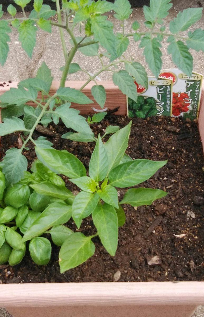 ｢ミニトマト·ピーマン·バジル｣20210507 苗をお迎えし、寄せ植えにしました🍀