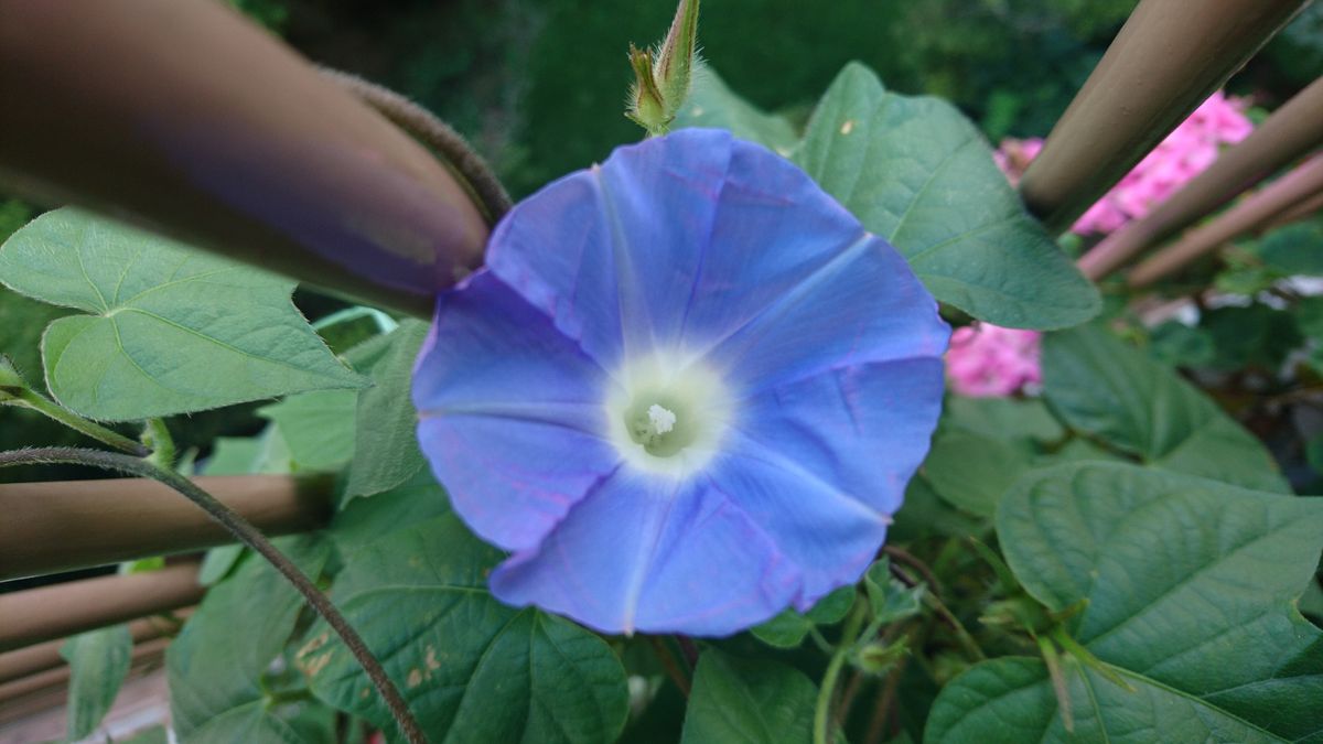 2018年7月15日。今日の花。久しぶりに青が開花。良かった。