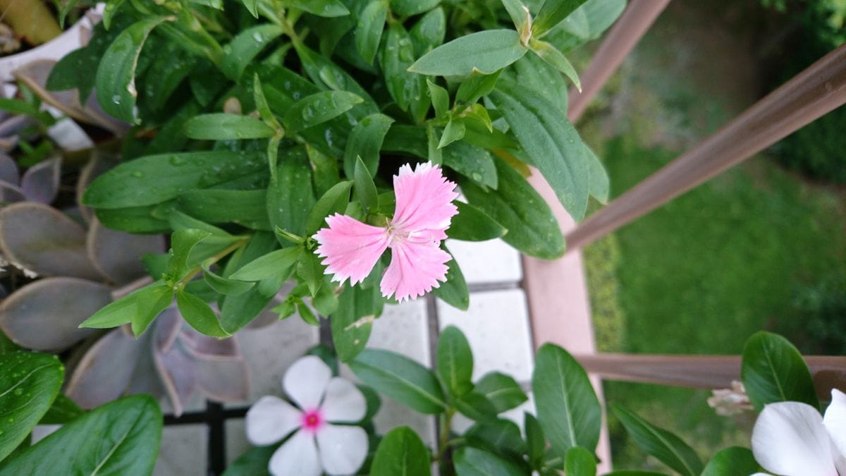 2018年7月24日。今日の花。ピンクのなでしこが一輪可愛く咲いています。