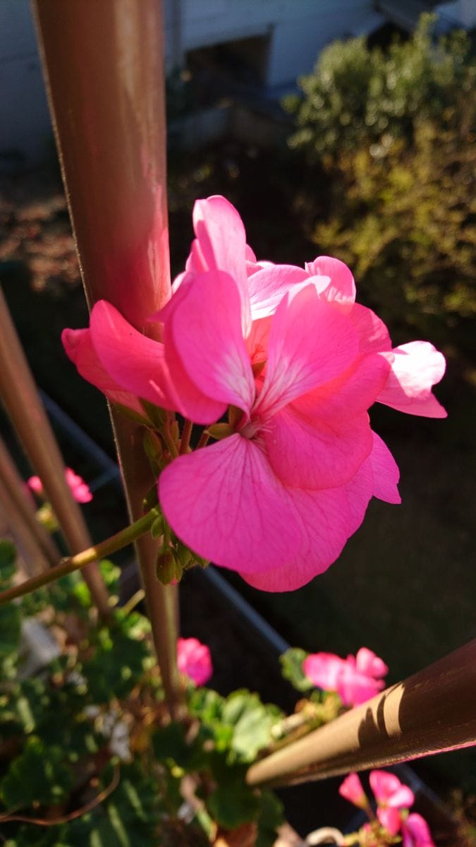 2018年11月21日(水)、今日の花。ウチのベランダの主、ゼラニウム。大きく育っています
