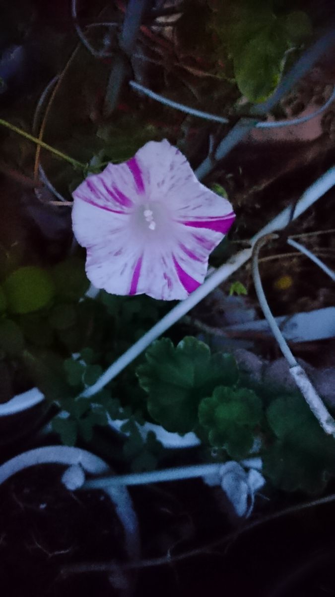 2018年11月27日(火)、今日の花。楽天変化朝顔江戸風情。暗闇の中で撮りました。それに