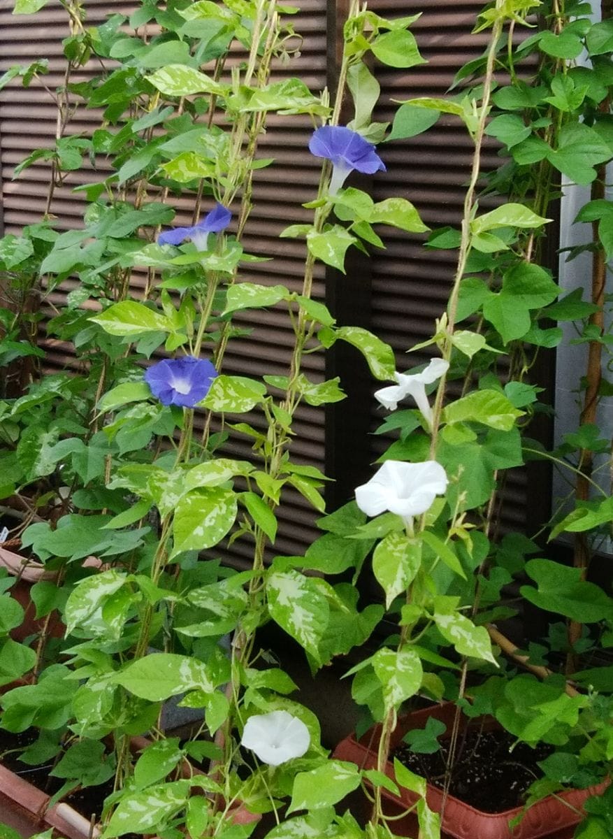 「朝顔③」📷20180805 鉢植え  （写真の整理をしています）