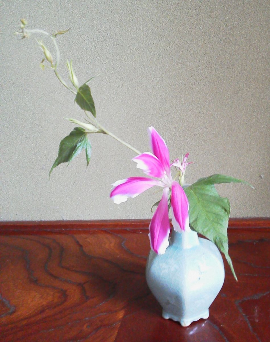 「変化朝顔」📷20140910  名前：青蜻蛉笹葉切咲牡丹 系統番号６０７  花瓶にさして し