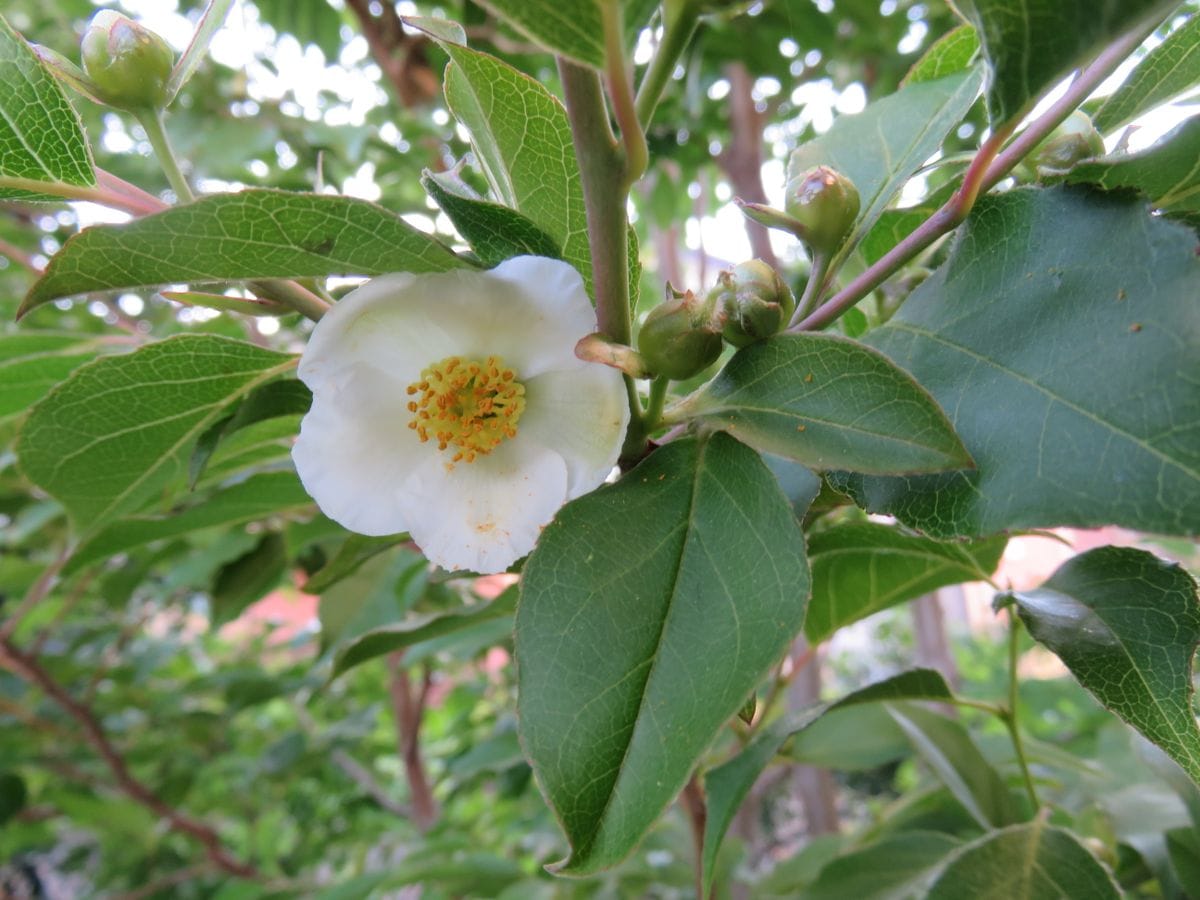 ヒメシャラ。可憐でひそやかな感じの花ですが、今年は賑やかにたくさん咲きました。