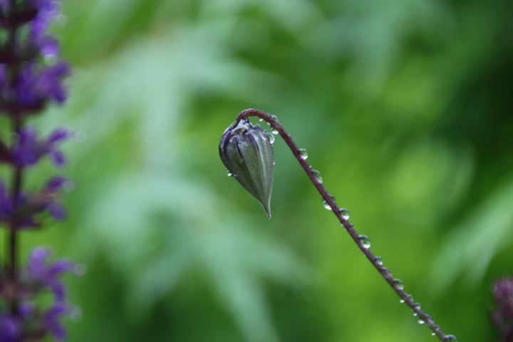 雨粒🌿 サルビア ネモローサとクレマチス リトルベルすみれの蕾😌