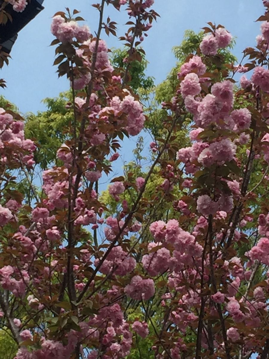 二階まで伸びた八重桜。 35年前、子どもの入学式に 小学校から苗木を頂きました。