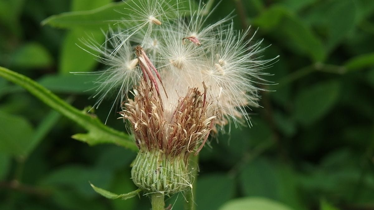 野薊 のあざみ 大きな綿毛です ６月の百花園 18 のアルバム みんなの趣味の園芸