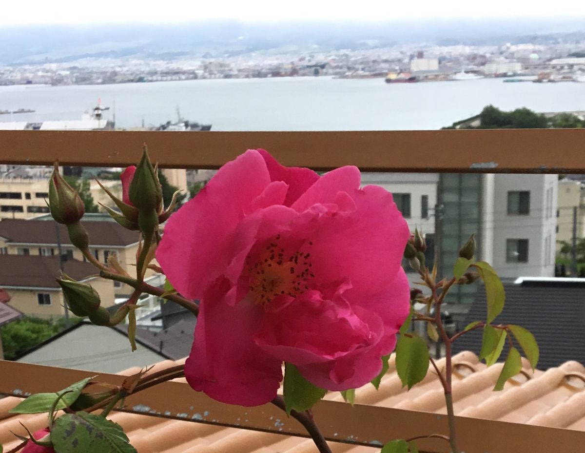 今日函館は曇り気味☁️ 薔薇も🌹おとなしいです💗 風が吹いています💜海風が来ます🌊