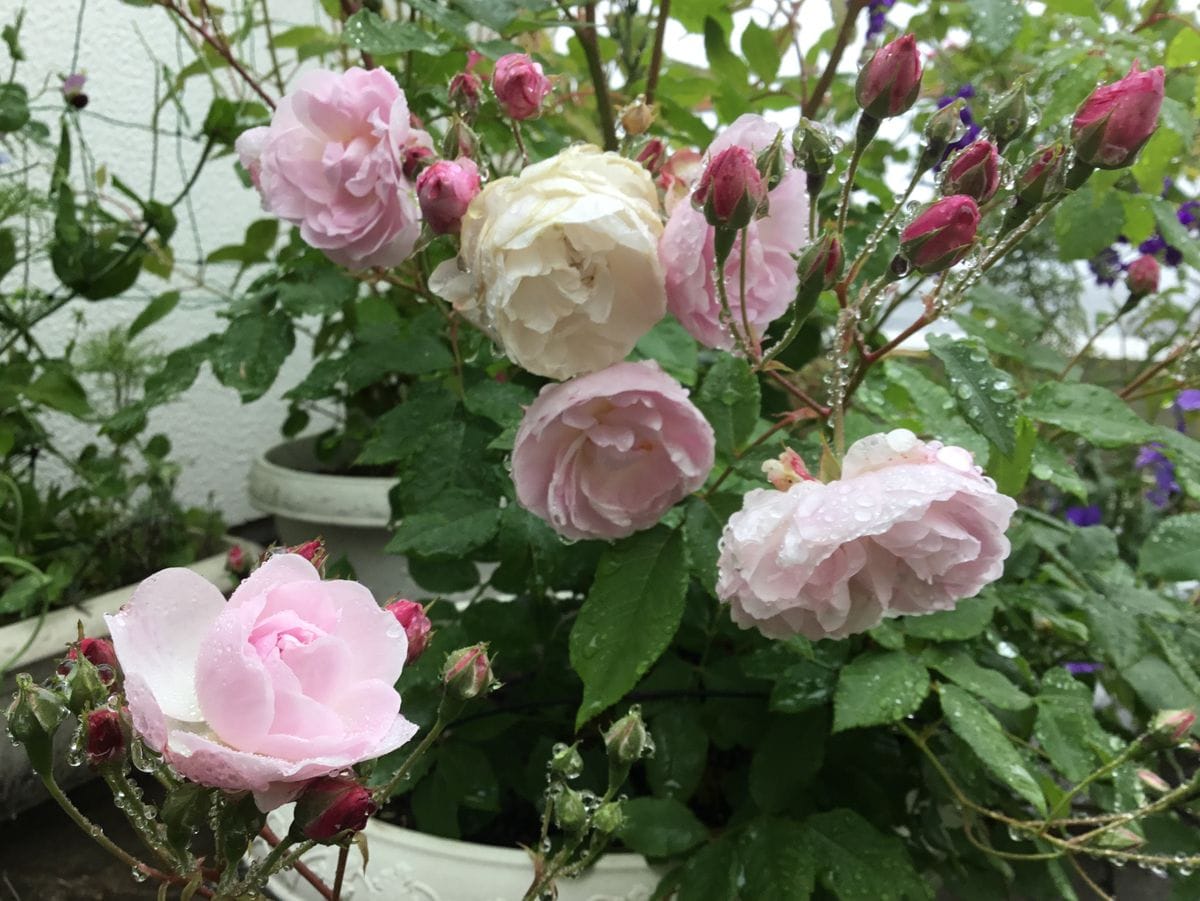 霧雨も上がり薔薇が咲き始めました💓