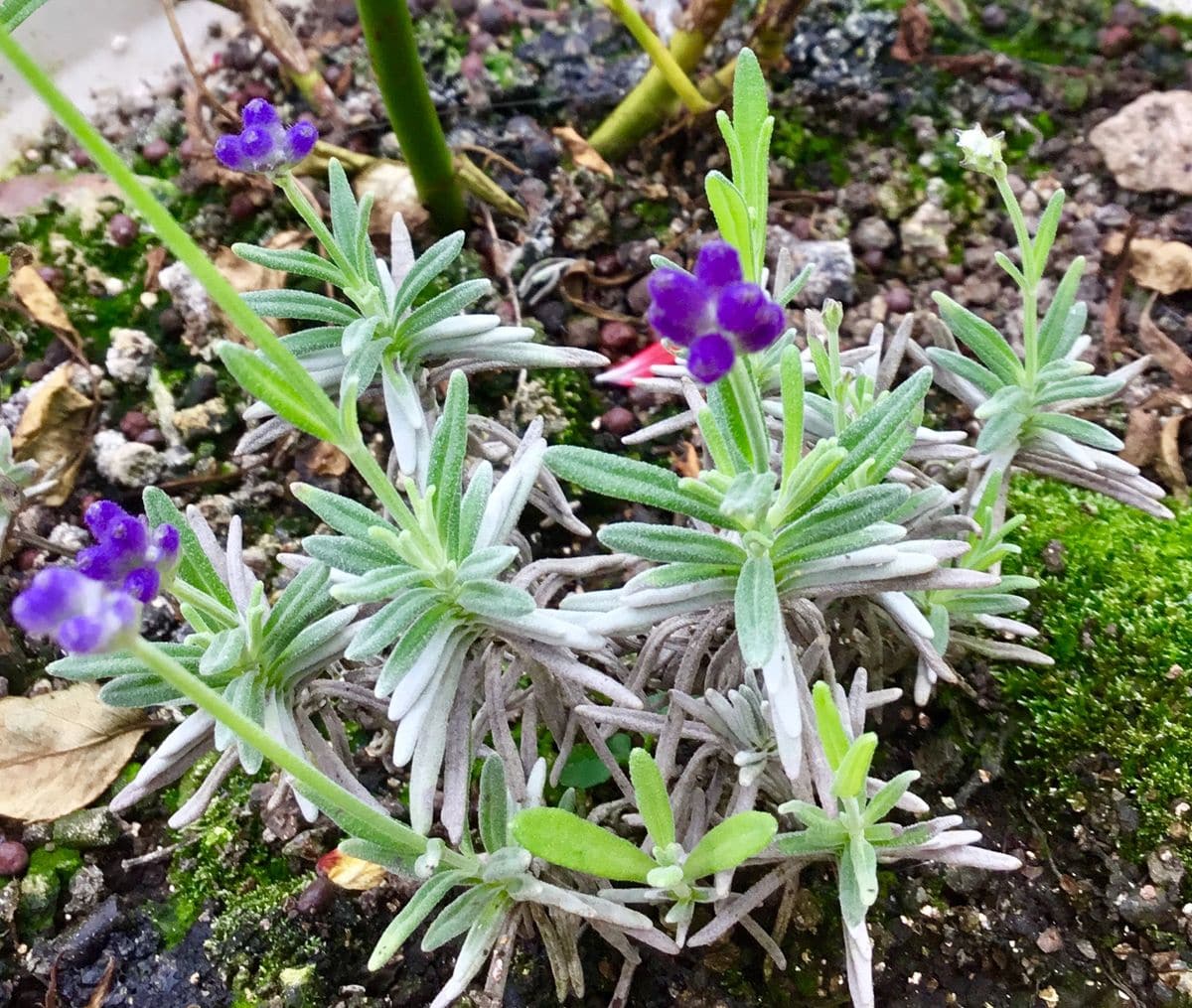 🍃挿し木の可愛いラベンダーに花が咲きました🤗