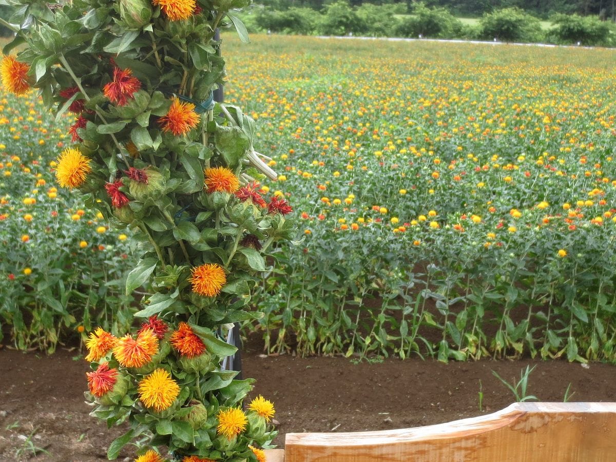 ベニバナの呼び方 ●べにばな ●紅花（こうか） ●呉藍（くれのあい） ●末摘花 ●サフラワ