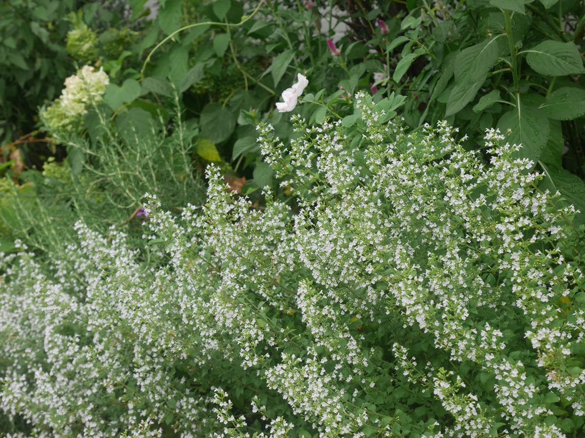 カラミンサ  株分けして増やしてきました。大好きな花