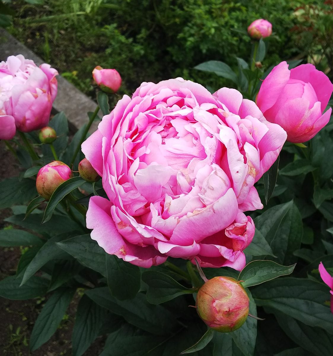 🎇芍薬が満開です💕