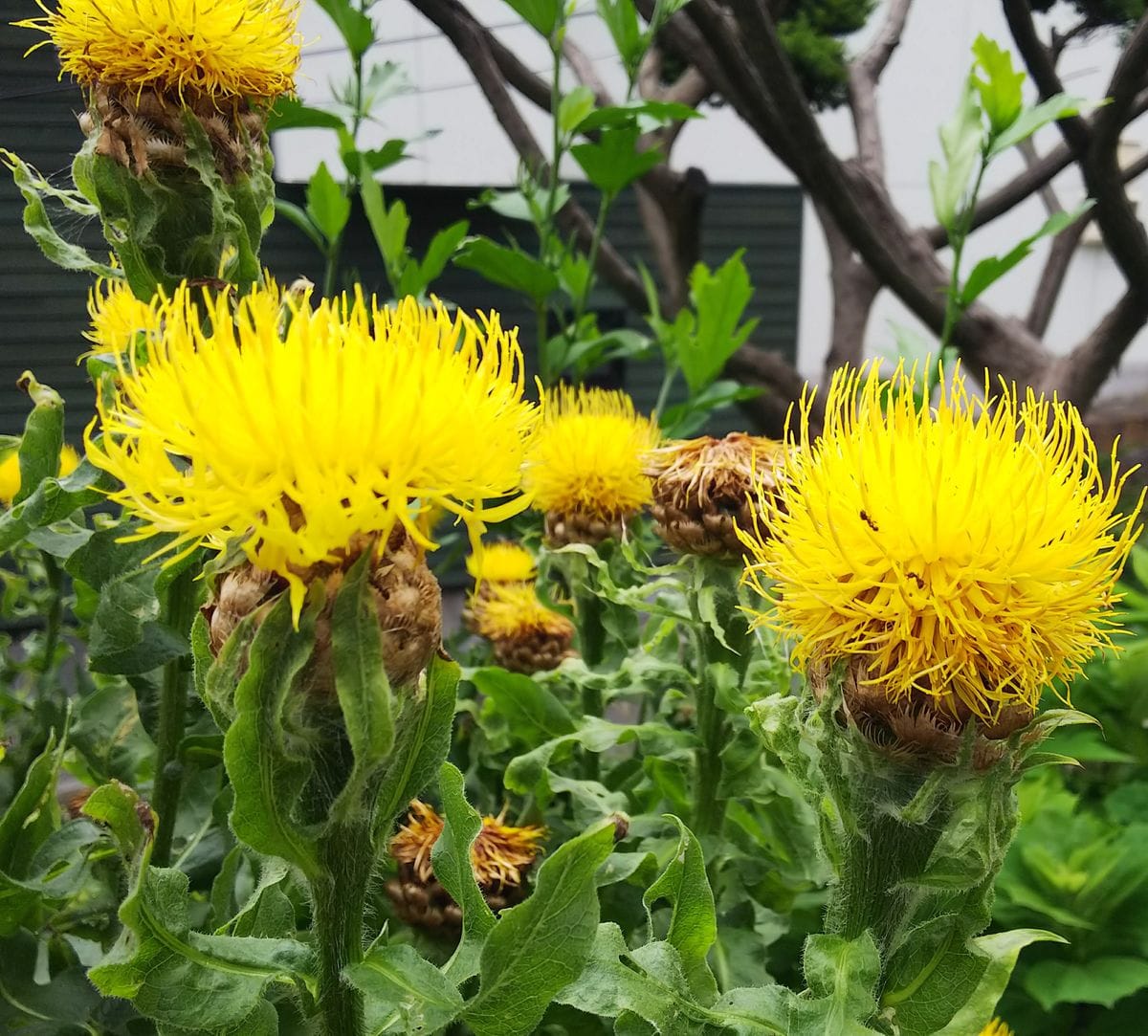 大きなタンポポのような黄色い夏の🌻花が咲いています💕