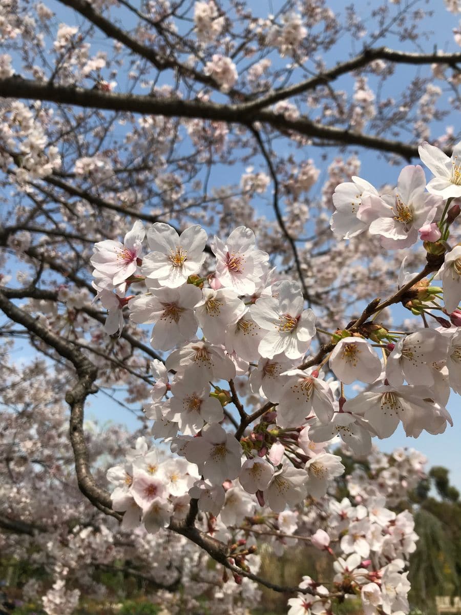 2019年3月25日  横浜イングリッシュガーデン、満開の桜の木がありました(((o(*ﾟ▽ﾟ*)o)