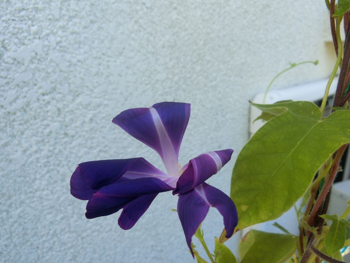 先の濃い紫の花 家が葉に裏の白い部分が来てますので石畳に遺伝子がはいいてるようで