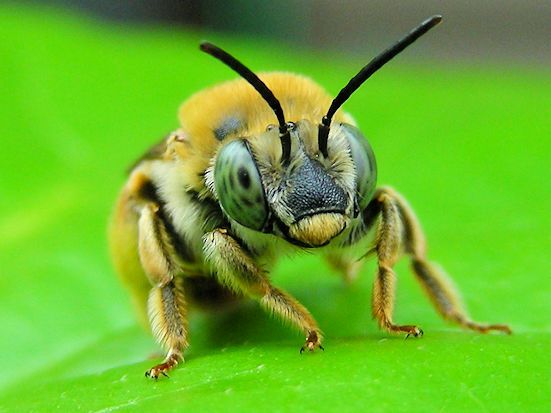 ゴブリンorドワーフ？  ハギに集まる蜂がハイビスカスの葉の上で休憩してました。「ア