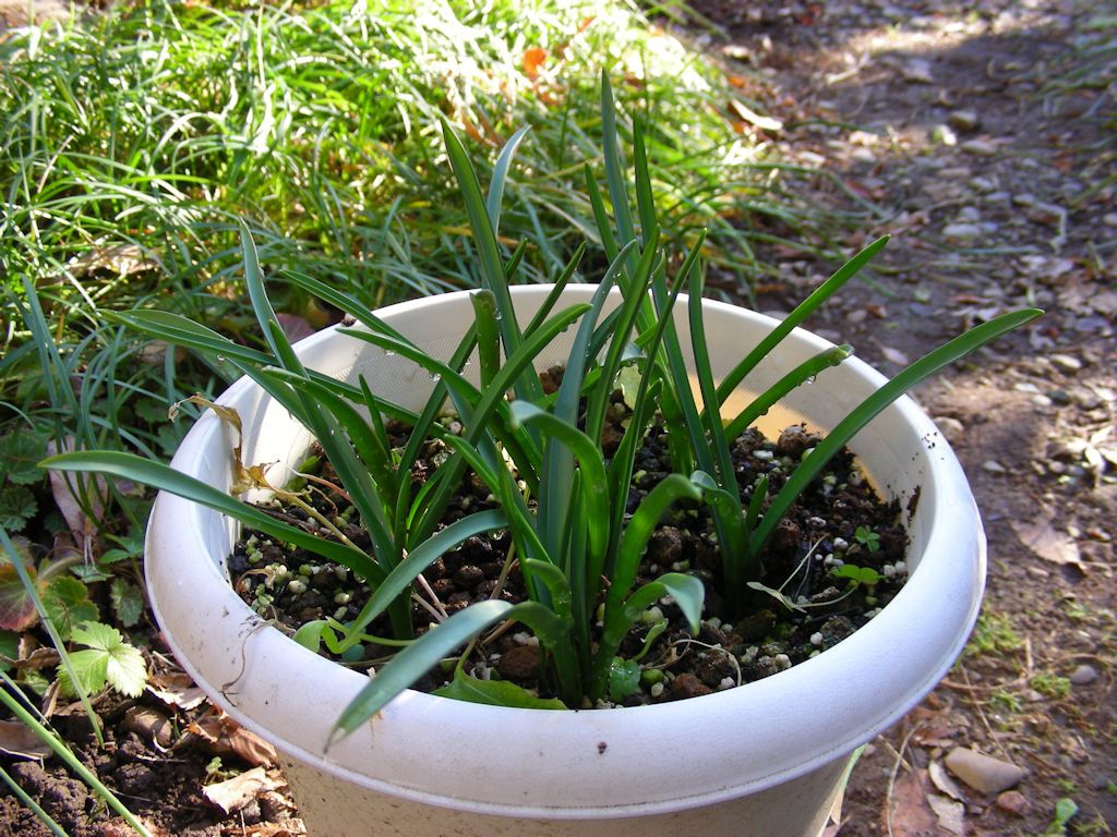 ムスカリ。  花が咲くのはしばらく先になりますが、今年も元気に葉っぱを茂らせました