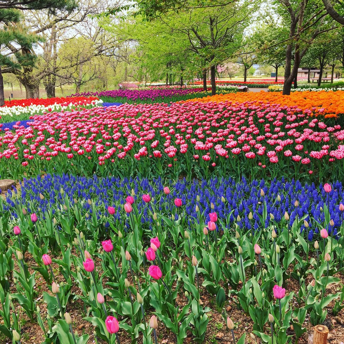 チューリップの写真 by ♪sakura♪ あづみの公園