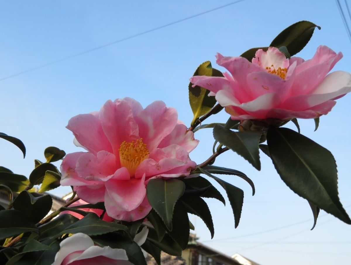 今年元旦２日目から咲き続けている玄関先のツバキの花...青空を背景に２つの花を見る