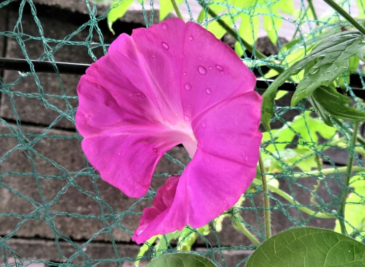 🌻ゴーヤーのプランター栽培と寄せ植えしているアサガオの花...雨降る中で網の内側で、