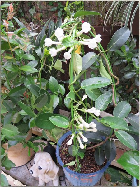 ツルもかなり伸び大きな鉢に植え替えたジャスミンの鉢...全て花開くまでを待つ姿