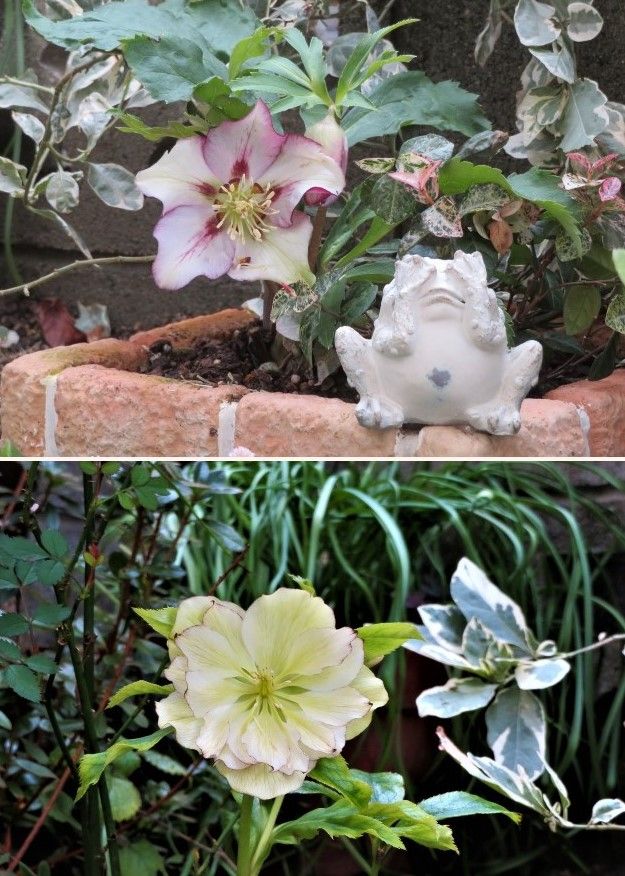 2⃣🌻庭先側面でアンテナの様に花びら広げたクロリーの花 📷上：恥ずかしそうなガマガエ