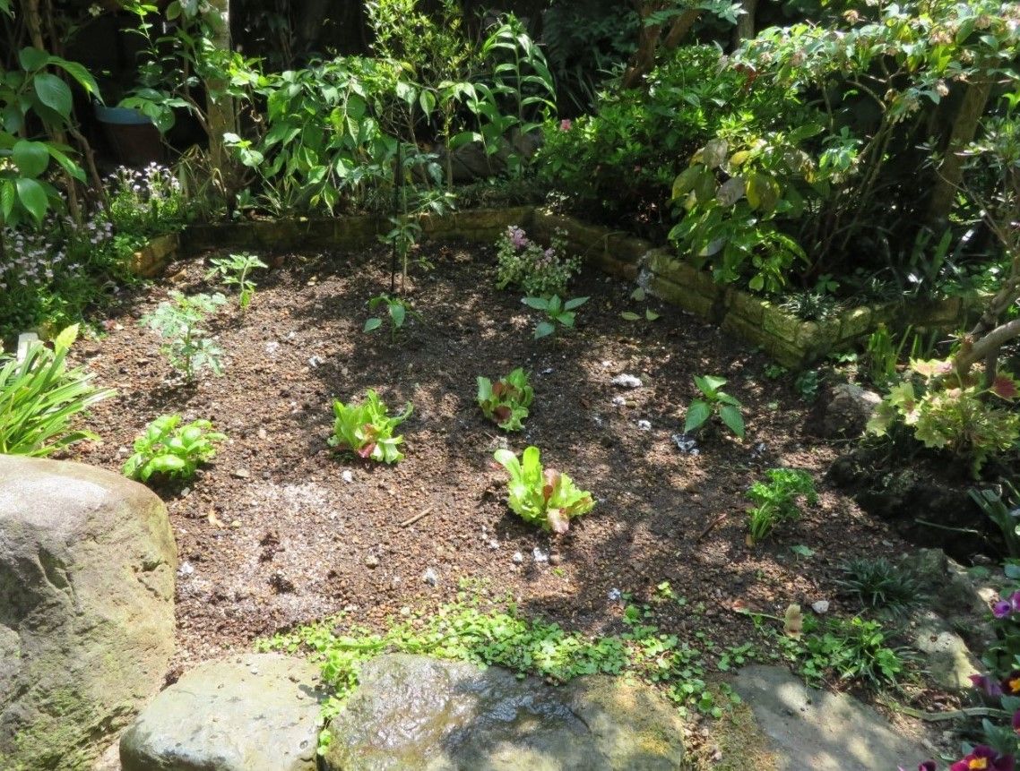 2⃣📷すべての野菜を植えてみた姿...まるで花壇に花を植えた感じによく似てる