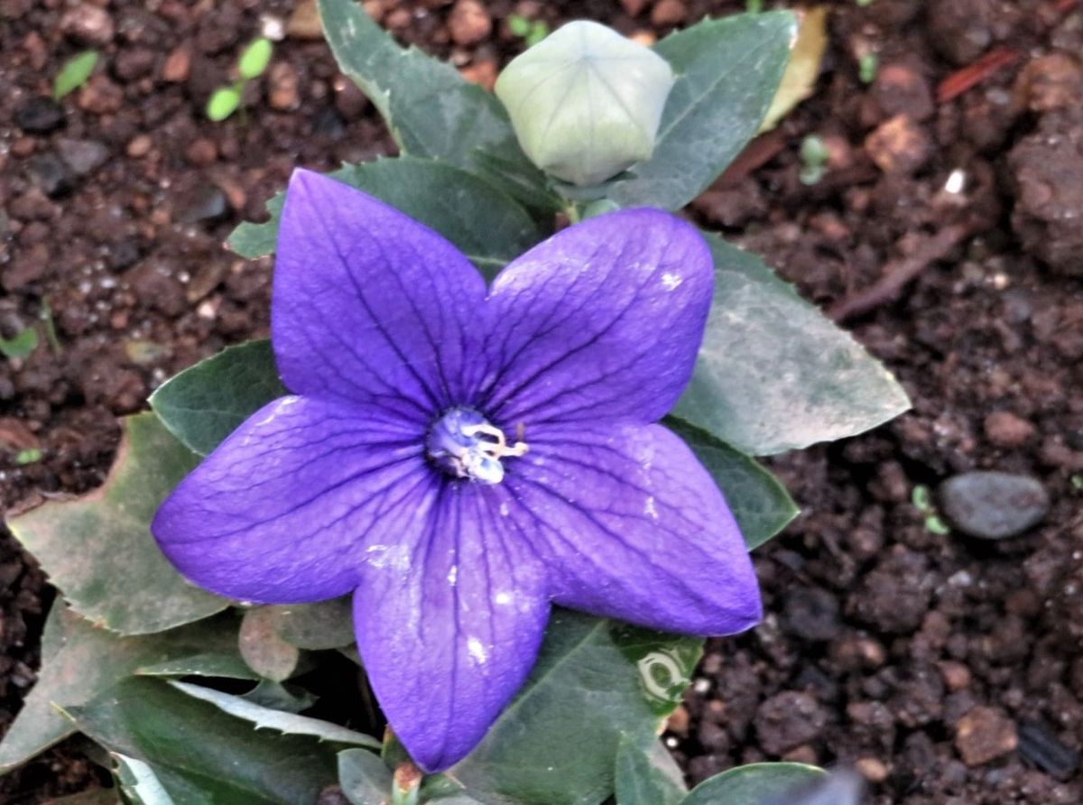 🌻紫のキキョウ（桔梗）の花...🔶秋の七草のひとつにも挙げられ花言葉は「気品」・また