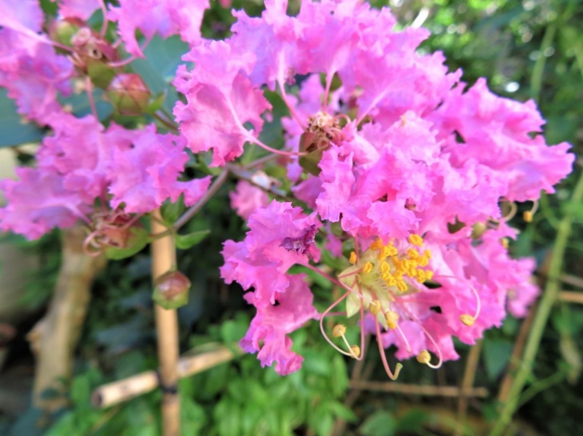 サルスベリの写真 by ロッキー サルスベリの花拡大撮り