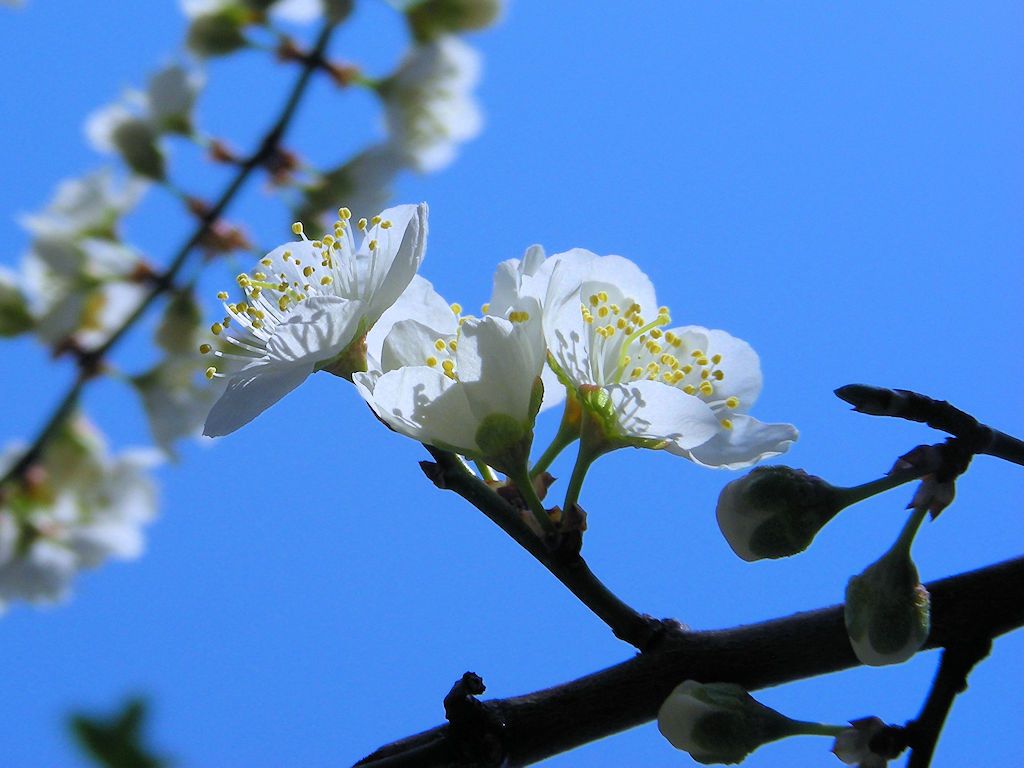 咲き誇る「露茜」♪（その５）  「露茜」はウメとスモモのハイブリッド。花柄（かへい