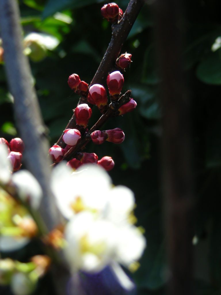 鉢植えの「アンズ」（その２）。  「露茜」越しの～・・・。