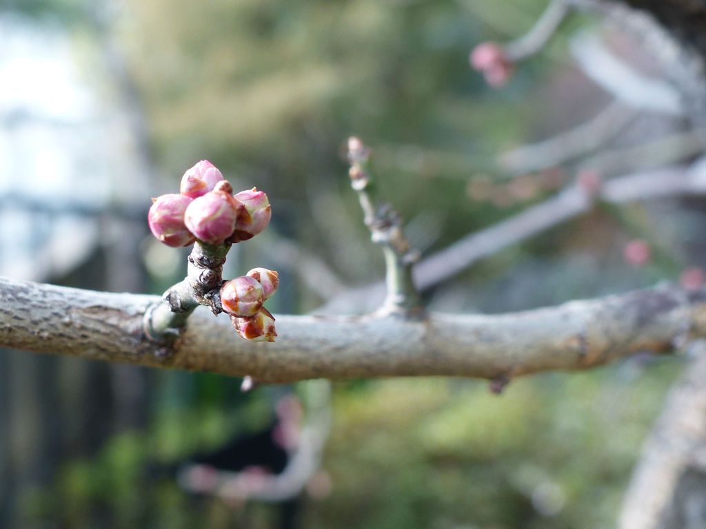 「鶯宿」は例年通り・・・？（その２）  ２月上旬には開花するかな～？  今年は鉢植え