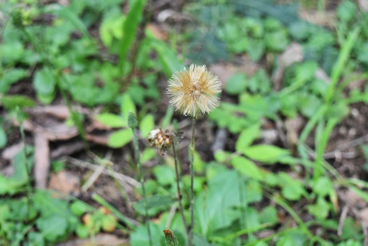 裏山にはキク科『センボンヤリ』秋の閉鎖花、 タンポポのような冠毛・頭花が実をつけ