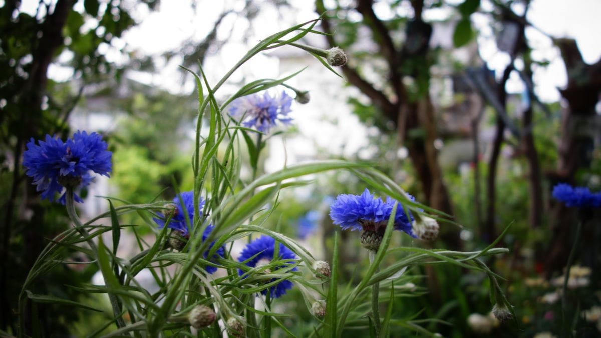  矢車草 本当に奇麗なコバルトブルーです。