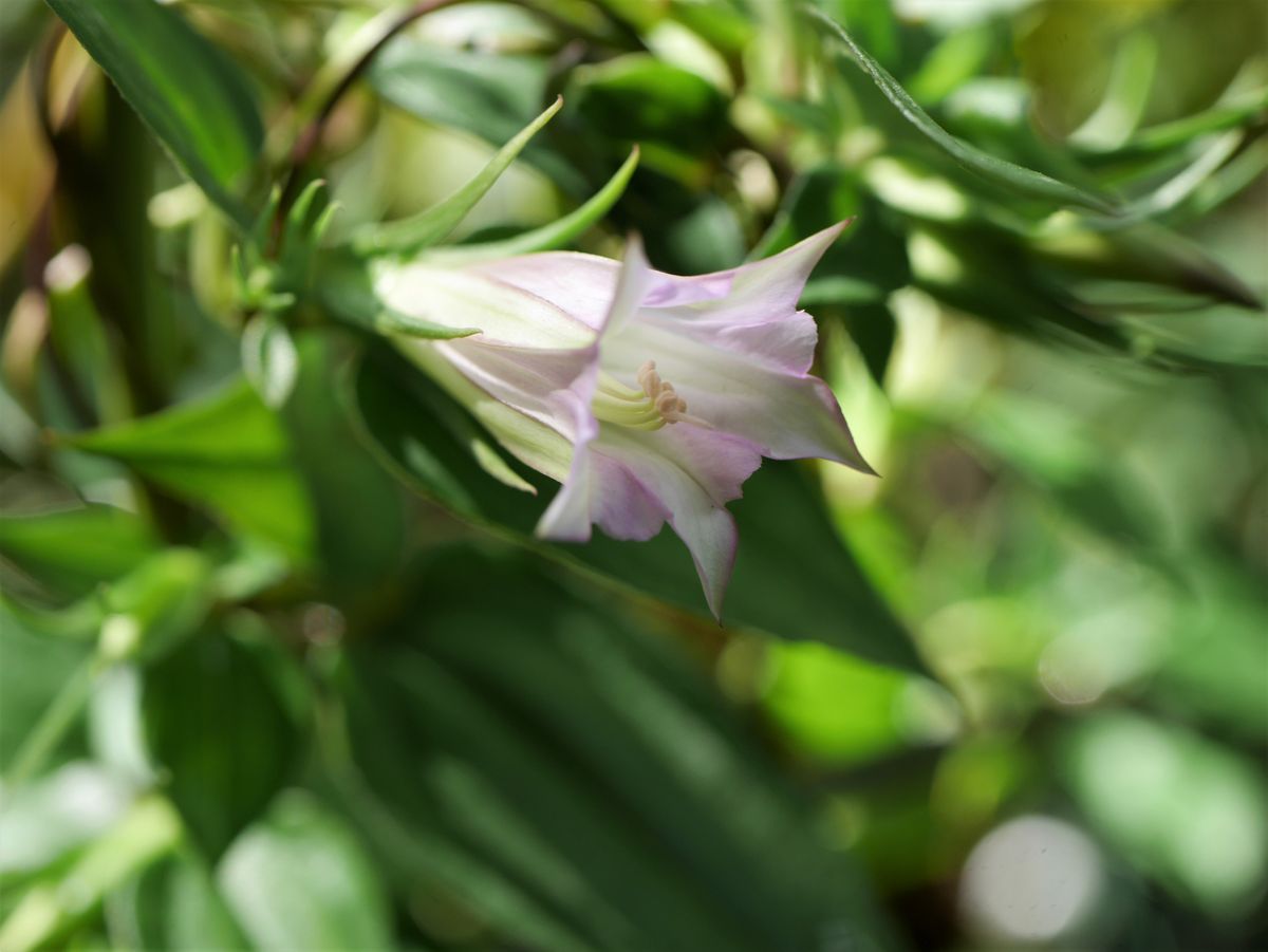 リンドウ（秋咲き）の写真 by おれんじぺこ ツルリンドウ 7/21  ほんのりピンクのお花