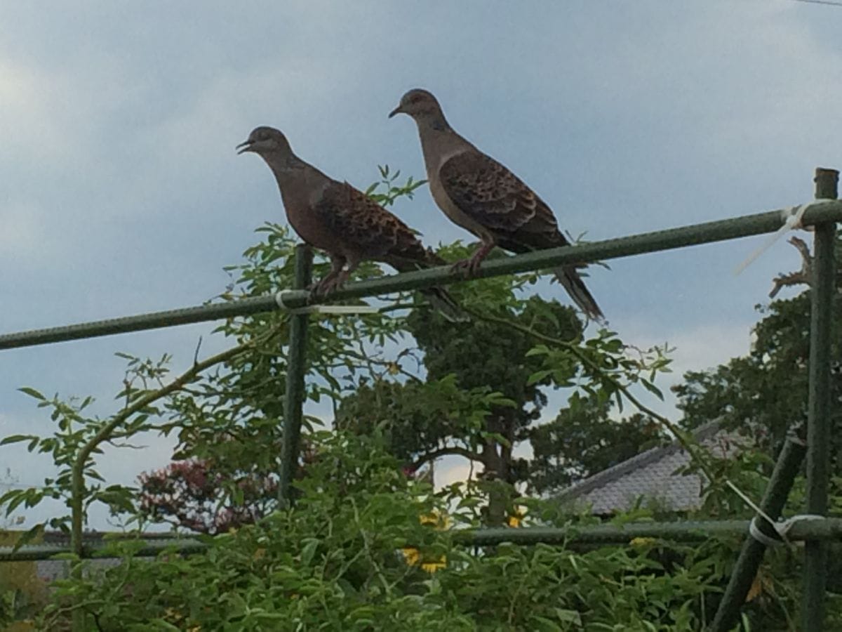 巣立った2羽だと思われる、小さめなキジバトさんが来ました！まもなくお盆だから里帰