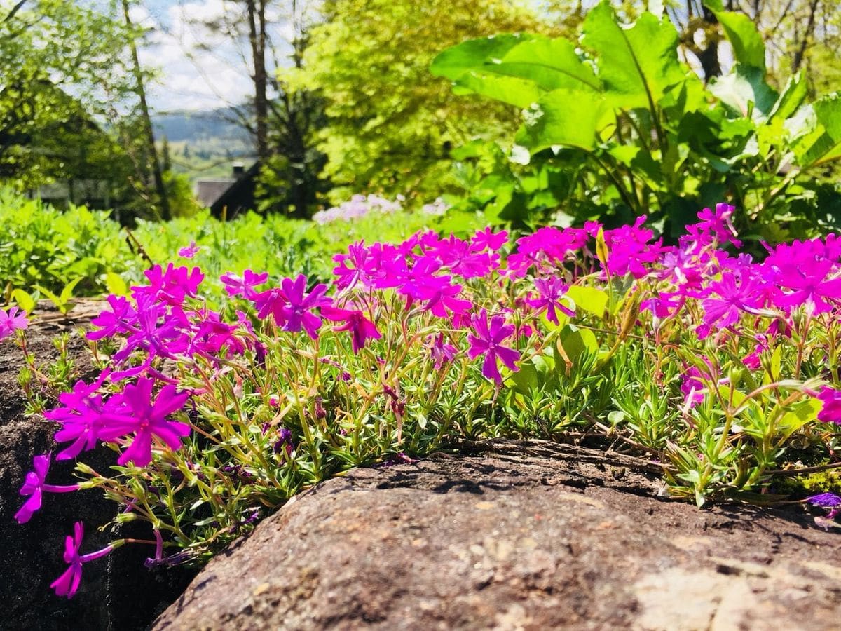 シバザクラ（芝桜）の写真 by えなばーば 2018年5月4日 シバザクラ マットに広がって