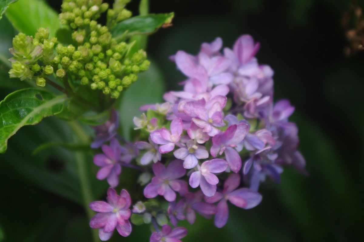 アジサイ 6月末に剪定したダンスパーティーに花が・・・