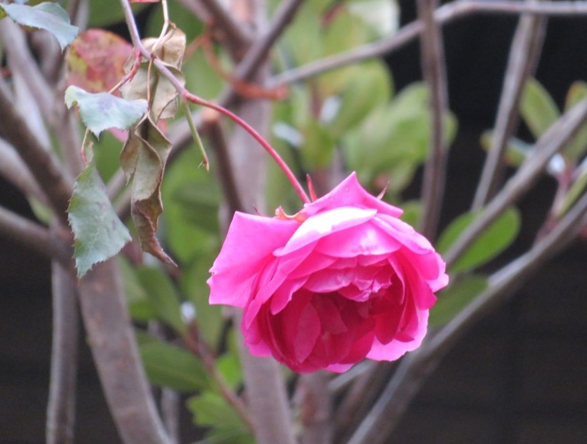 2⃣🌹モミジの樹木からさらに枝を伸ばして咲いているパレードの花...もう駄目かと、くた