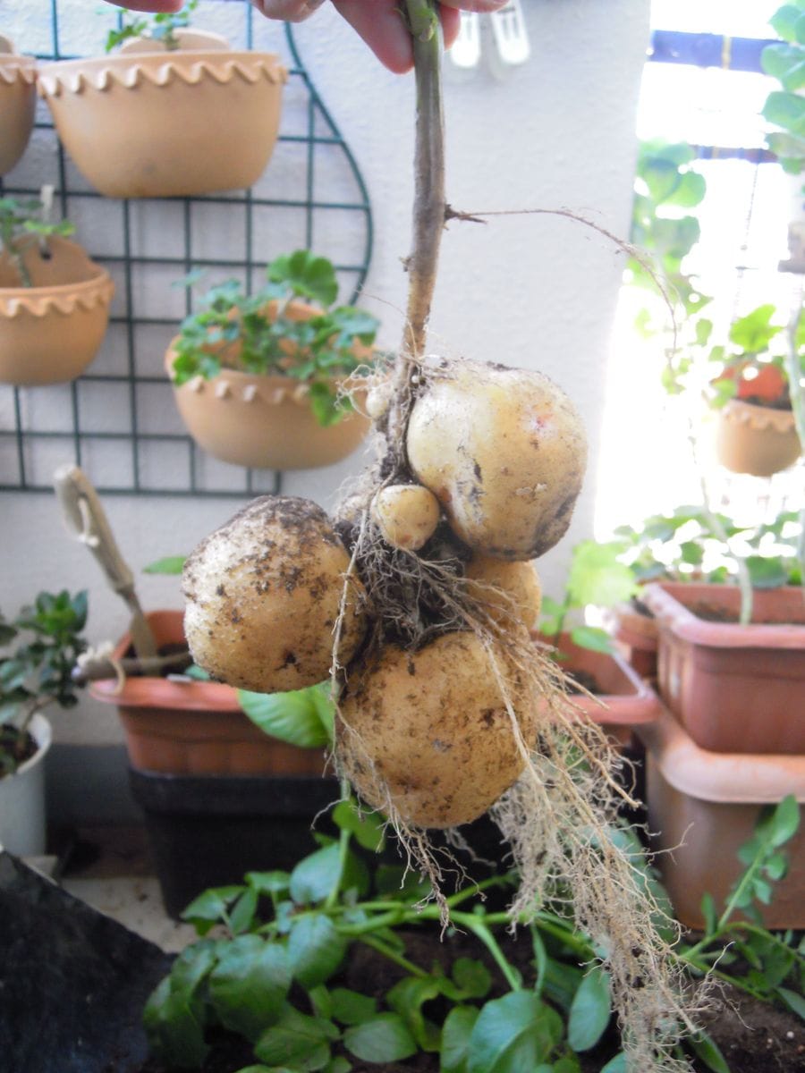 鉢植えのジャガイモ収穫。 土を乾かしてから収穫したら茎に付いたままジャガイモが付