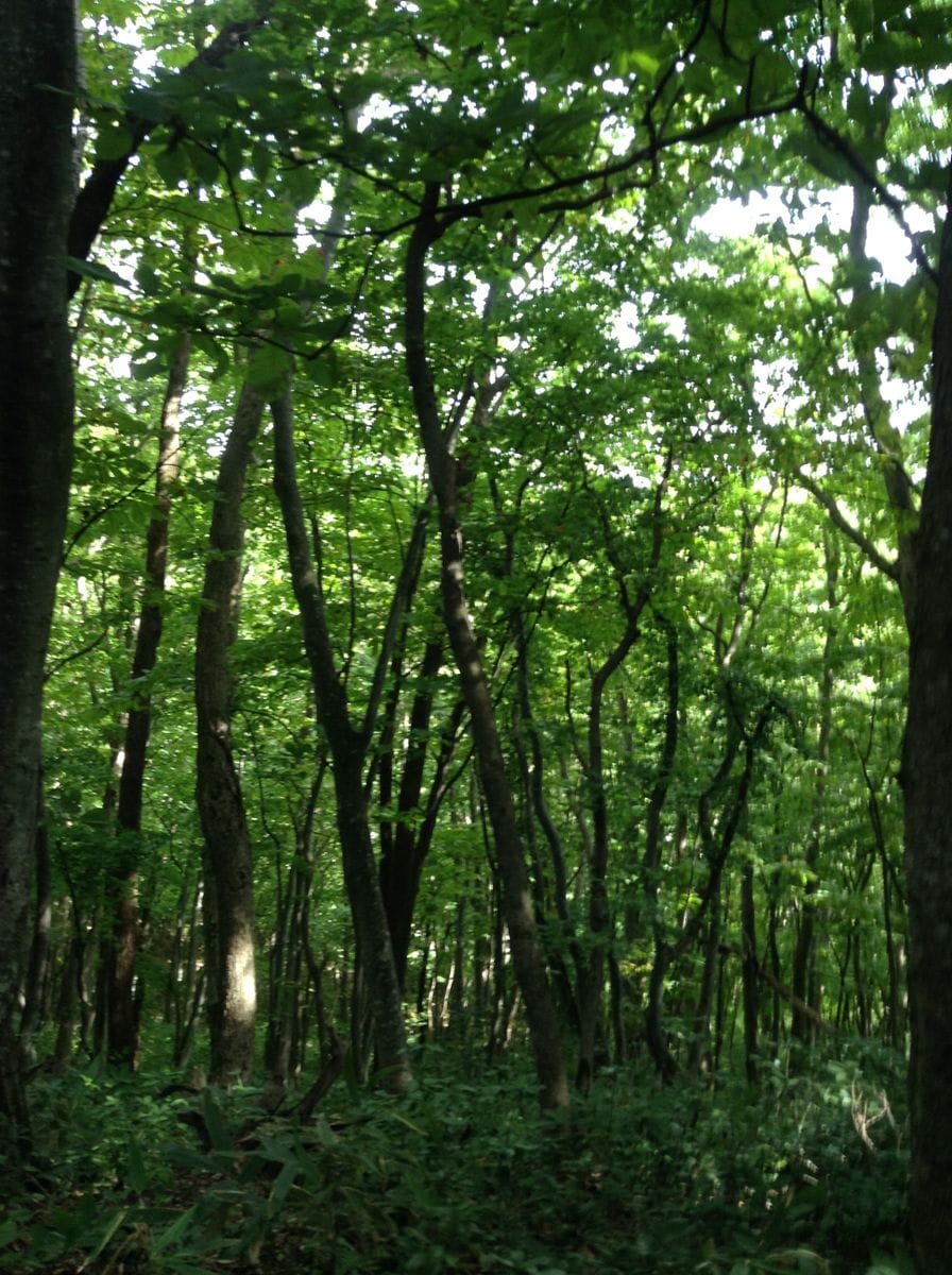 平川市白岩森林公園 ウォーキング気分で行ったのは間違いだった 急勾配がキツいのなん