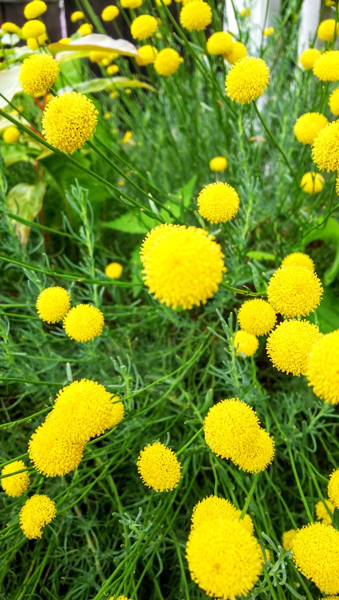 可愛い 黄色い夏の 花クラスペディア てんこの花ごよみin函館散歩18 夏から秋の 花 のアルバム みんなの趣味の園芸