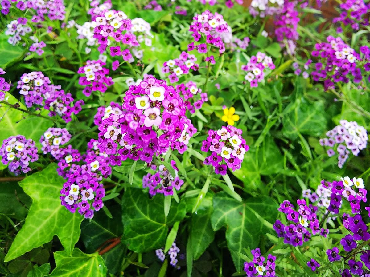 アリッサムの紫の花が可愛い❤️