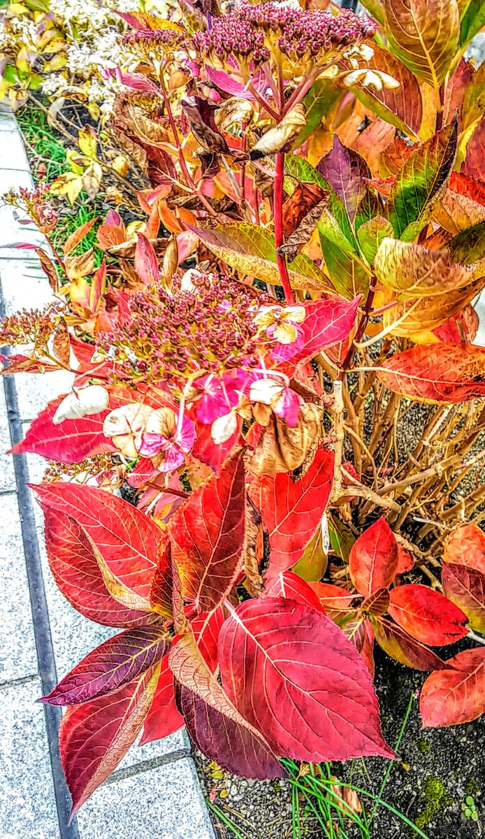 アジサイ（ハイドランジア）の写真 by jictenko 紫陽花の🍁紅葉が美しいです❗️