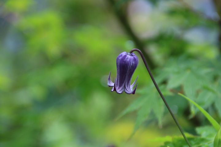 いつも 優しい😌  クレマチス リトルベルすみれ🌿